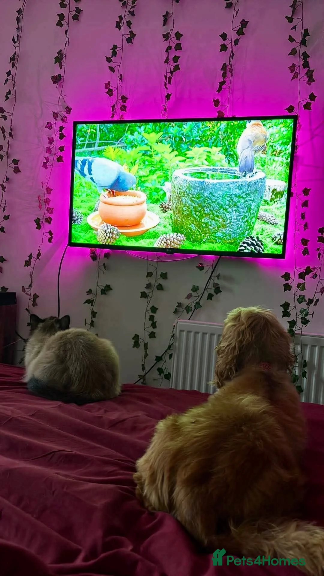 Ragdoll cats for adoption: OPHELIA & TOBY (Separately)  - Advert 16
