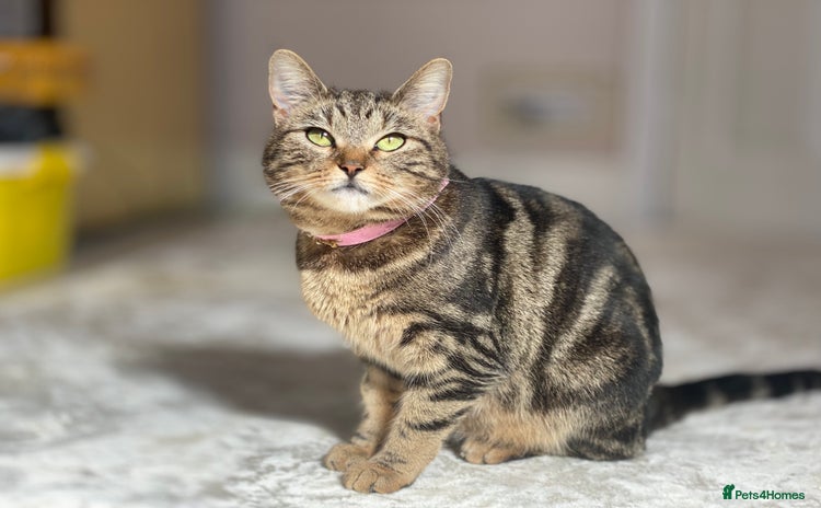 Mixed Breed cats Tabby cat - Advert 6