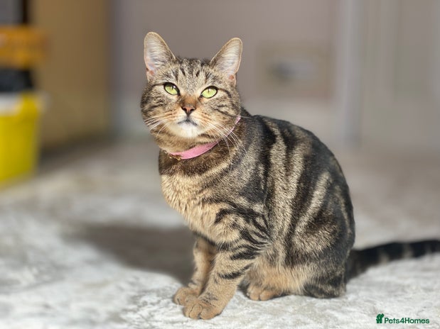 Mixed Breed cats Tabby cat - Advert 1