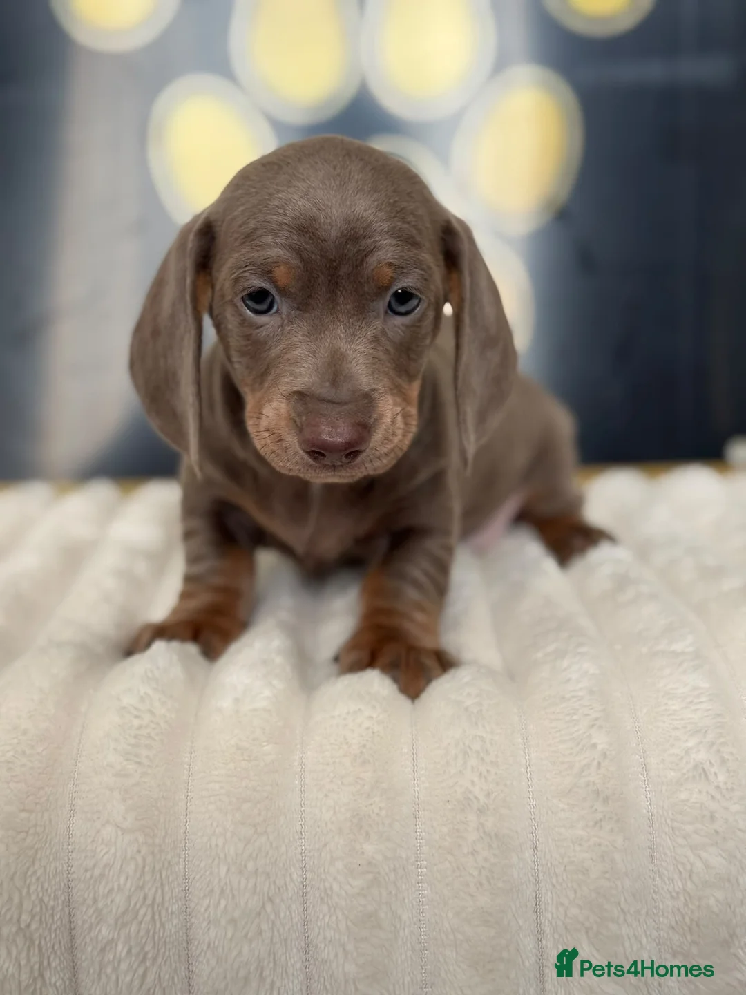 Dachshund dogs for sale: Beautiful Standard Dachshund Puppies - Advert 1