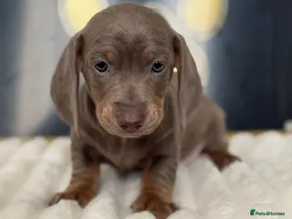 Dachshund dogs Beautiful Standard Dachshund Puppies - Advert 12