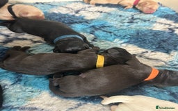 Labrador Retriever dogs for sale: Family bred Labradors ready October 28th  - Image 6
