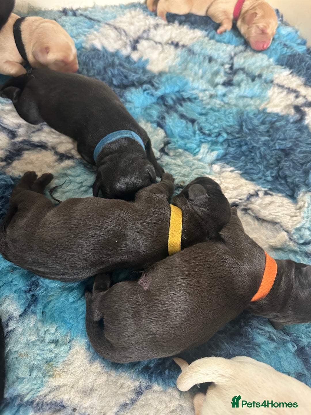 Labrador Retriever dogs for sale: Family bred Labradors ready October 28th  - Image 6