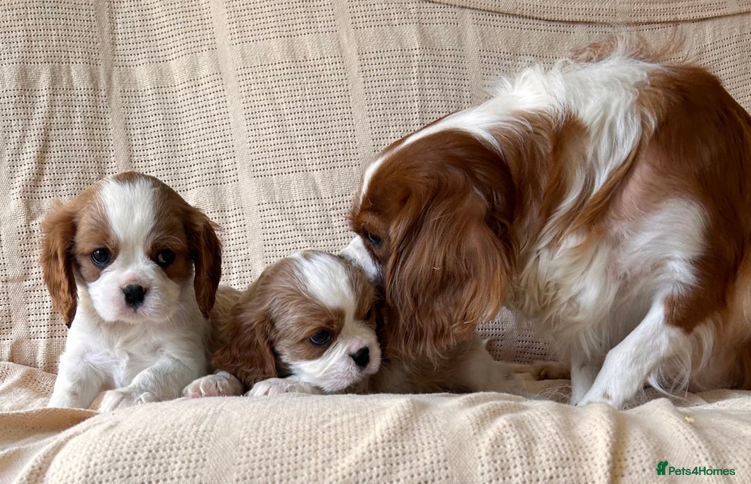 Cavalier King Charles Spaniel dogs for sale: Gorgeous Cavalier King Charles Puppies  - Image 17