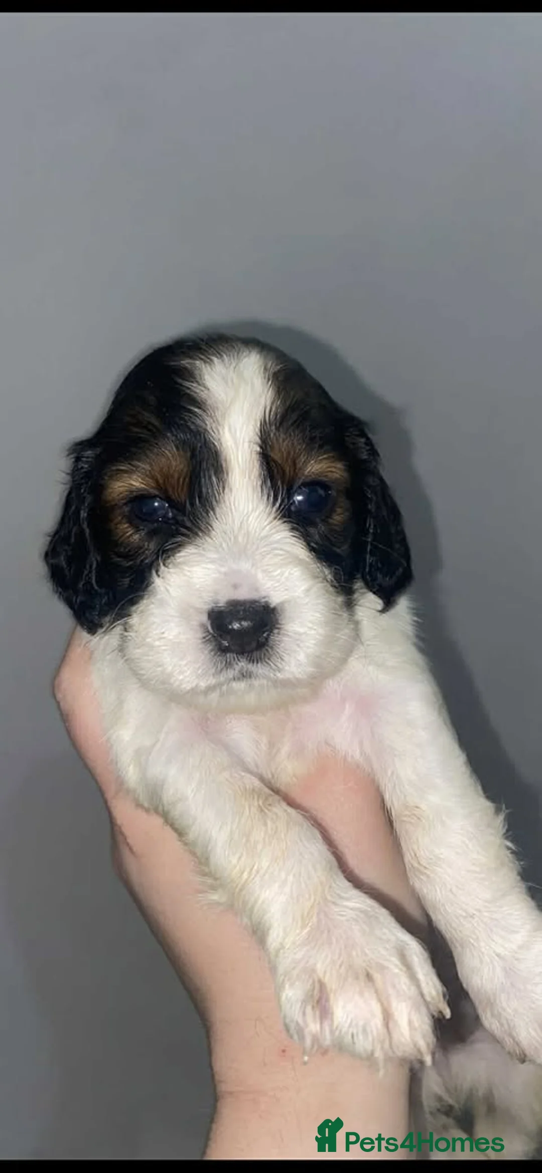 Sprocker dogs for sale: Beautiful Sprocker Puppies Ready 30th December - Advert 6