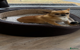 Chihuahua dogs for sale: Chihuahua  - Image 5