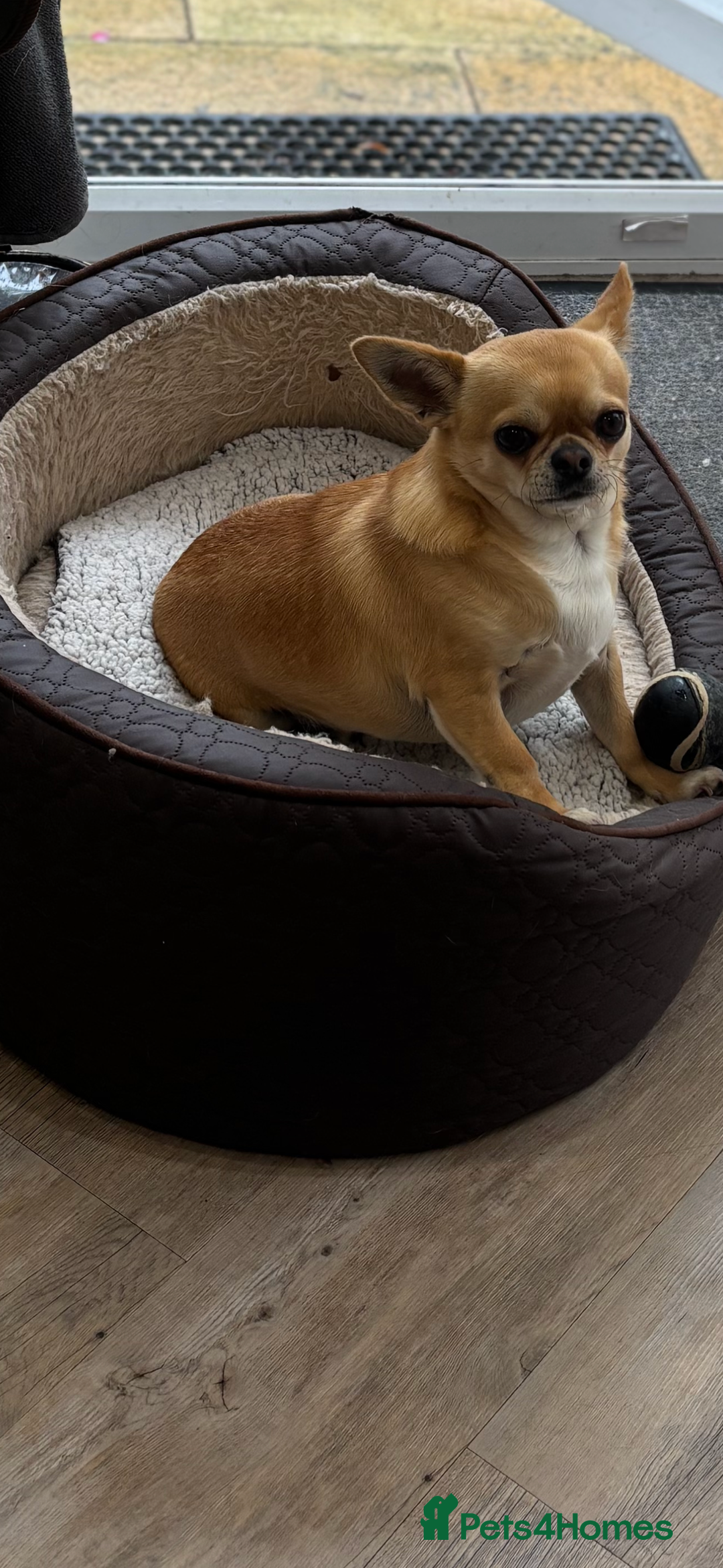 Chihuahua dogs for sale: Chihuahua  - Image 5