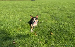Border Collie dogs for sale: 2 yrs old female border collie - Image 5