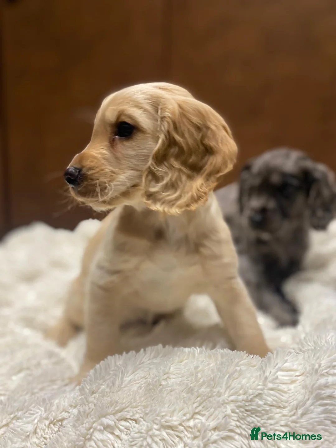 Cocker Spaniel dogs for sale: 🐶 COCKER SPANIEL PUPPIES 🐶  - Advert 14