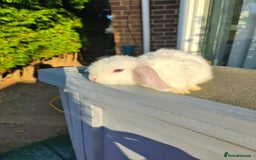 Mini Lop rabbits for sale: mini lops - Image 1