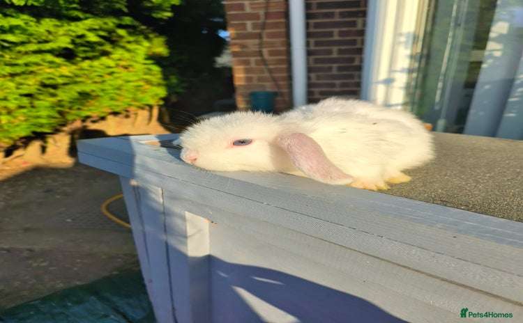 Mini Lop rabbits - Advert 11