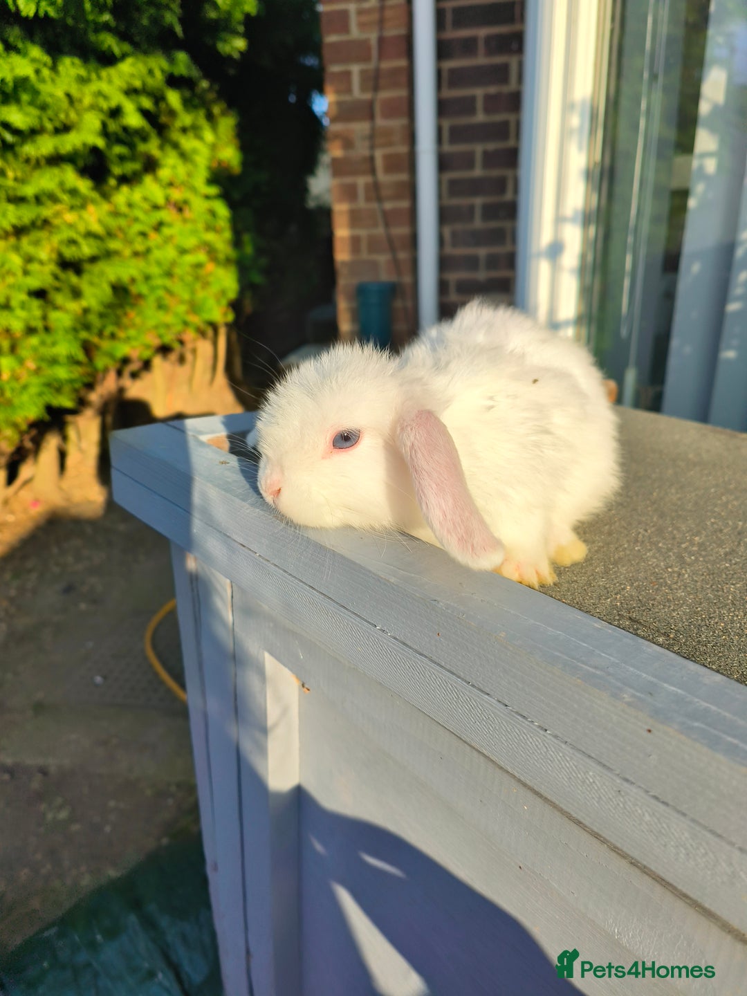 Mini Lop rabbits for sale: mini lops - Image 1