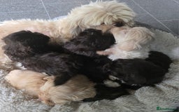 Shihpoo dogs for sale: F1 TOY SHIHPOO puppies, platinum choc champagne - Image 21