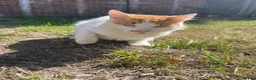 Ragdoll cats for sale: Beautiful Male kitten/Cat ready to find a home - Advert 4