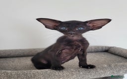 Oriental cats for sale: Oriental Shorthair kittens  - Image 22