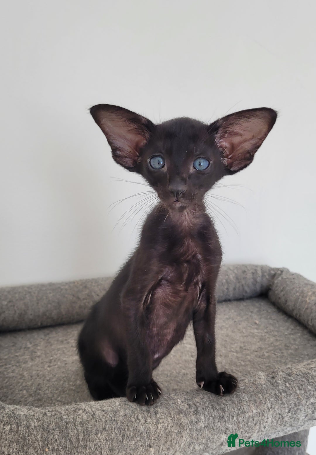 Oriental cats for sale: Oriental Shorthair kittens  - Image 22