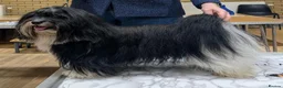 Havanese dogs for stud: Champion Havanese for stud - Advert 4