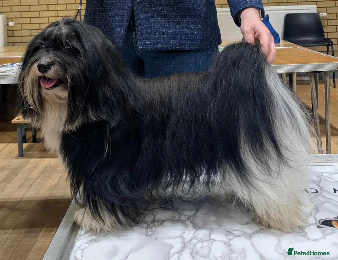 Havanese dogs for stud: Champion Havanese for stud - Advert 4