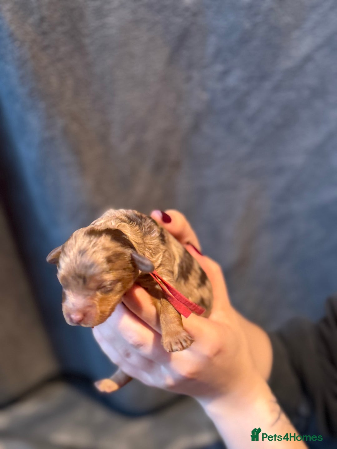 Cavapoo dogs for sale: F1b Health tested Phantom chocolate Merle Cavapoo - Advert 21