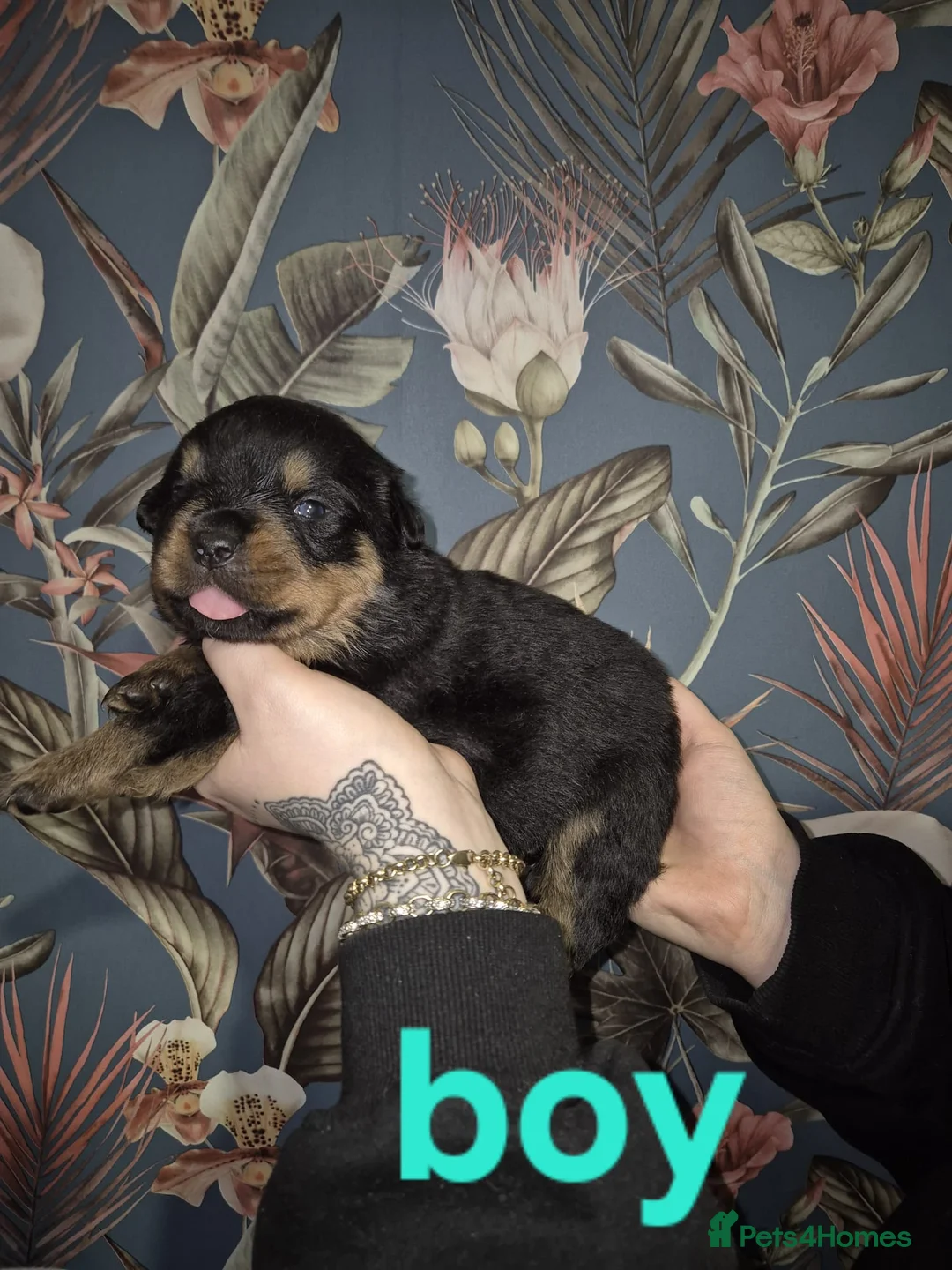 Rottweiler dogs for sale: 1 Left male Exceptional KC Registered Rottweiler  - Advert 16