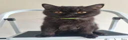 British Shorthair cats for sale: Kind Friendly Healthy Vaccinated Microchipped - Advert 10