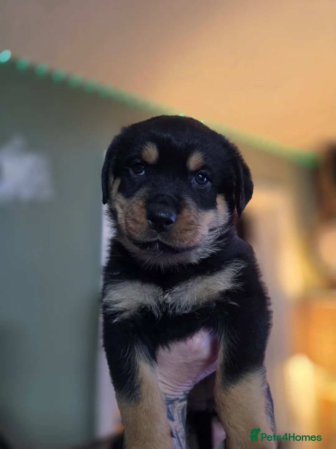 Rottweiler dogs for sale: Stunning chunky Rottweiler puppies  - Advert 6