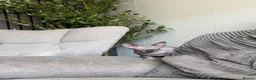Sphynx cats for sale: Male sphynx kitten - Advert 3