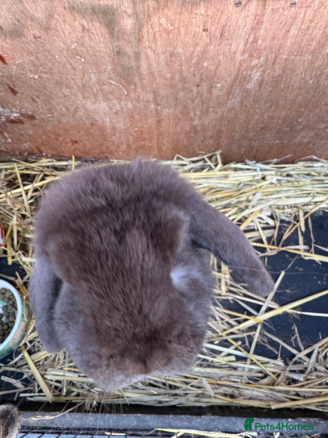 Mini Lop rabbits for sale: Mini Lop Bunny *URGENTLY NEEDS NEW HOME* - Advert 3