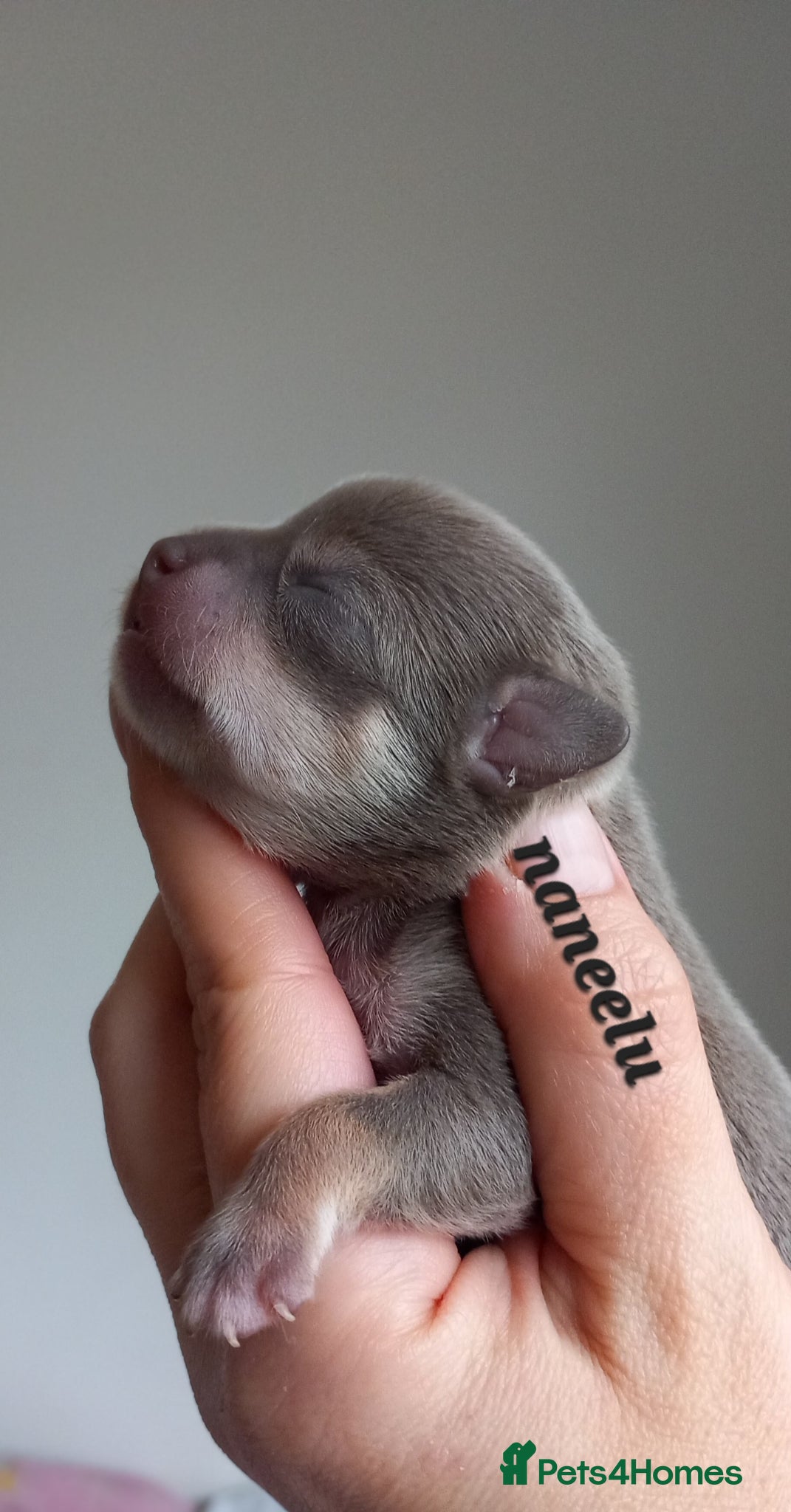 Chihuahua dogs Dna tested parents Chihuahua puppies  - Advert 5