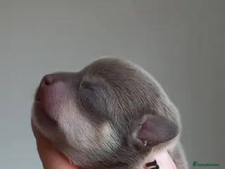 Chihuahua dogs Dna tested parents Chihuahua puppies - Advert 5