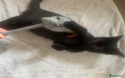 British Shorthair cats for sale: Is very lovely  - Image 2