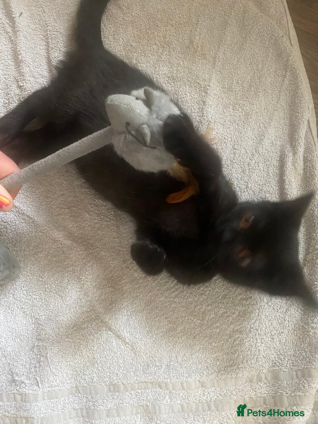 British Shorthair cats for sale: Is very lovely  - Image 2