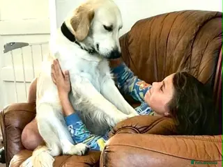 Golden Retriever dogs Caramel - Advert 5
