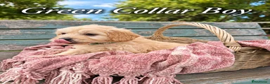 Green Collar - Red Boy 