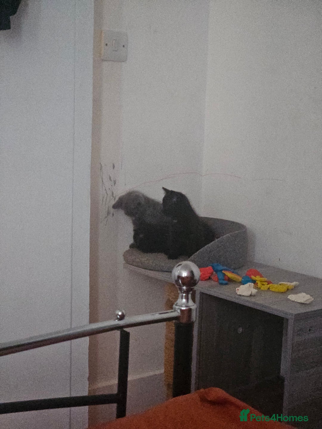 British Longhair cats for sale: Kitten - Image 2