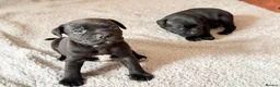 Staffordshire Bull Terrier dogs for sale: Staffordshire bull terrier puppy’s  - Advert 10