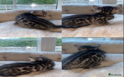 Bengal cats for sale: 5 Bengal Kittens (snow, brown, black) - Image 8