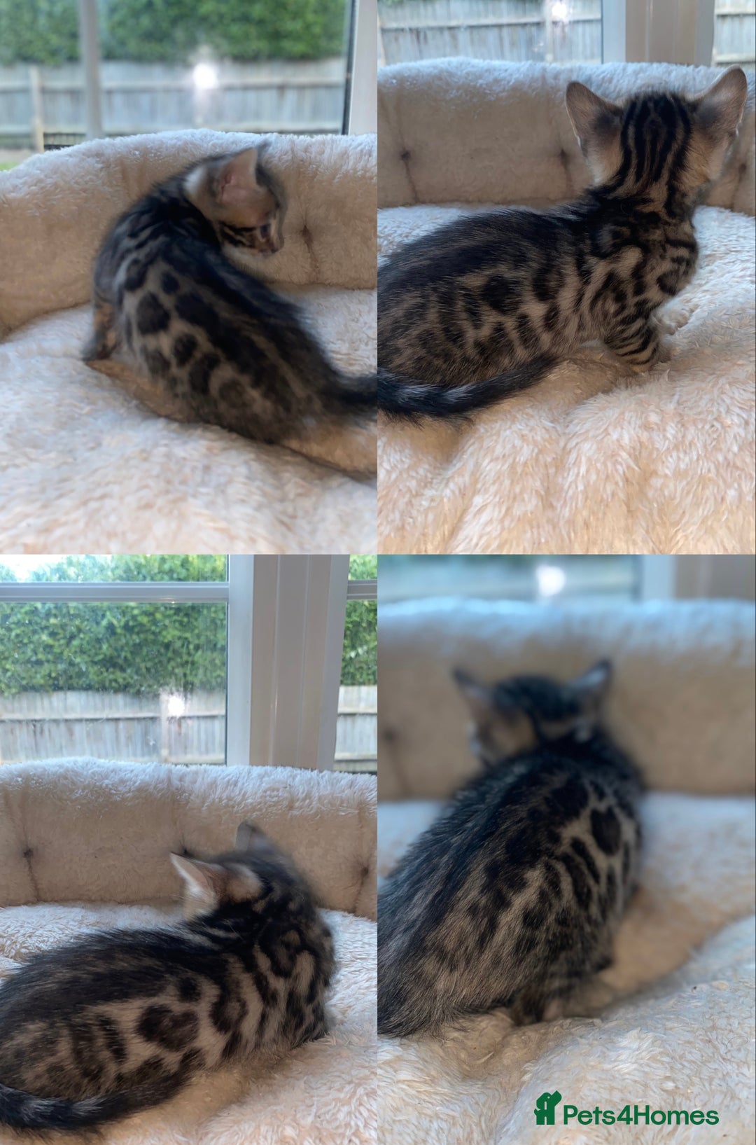 Bengal cats for sale: 5 Bengal Kittens (snow, brown, black) - Image 8