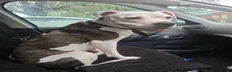 Mixed Breed dogs for sale: Staffy cross americanbulldog asap rehome or foster in Sutton Coldfield - Advert 2