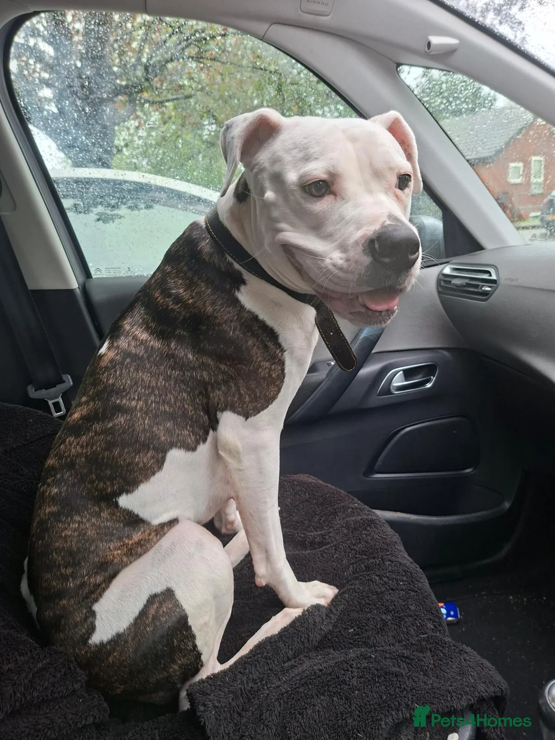 Mixed Breed dogs for sale: Staffy cross americanbulldog asap rehome or foster in Sutton Coldfield - Advert 2