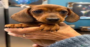 Miniature Dachshund dogs - Advert 7
