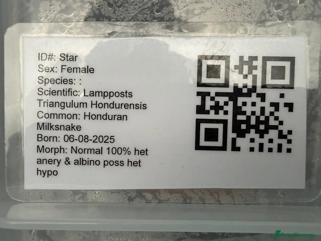 Monitor reptiles for sale: 2:1 Honduran Milksnakes - Advert 2