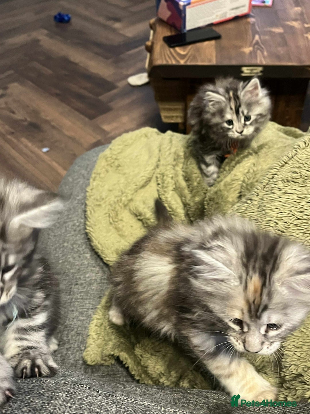 Maine Coon cats for sale: Pure Maine Coon Kittens - Advert 18