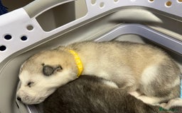 Siberian Husky dogs for sale: 1 female and 2 male huskies for sale - Advert 17