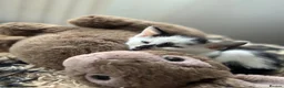 British Longhair cats for sale: Kittens - Advert 4