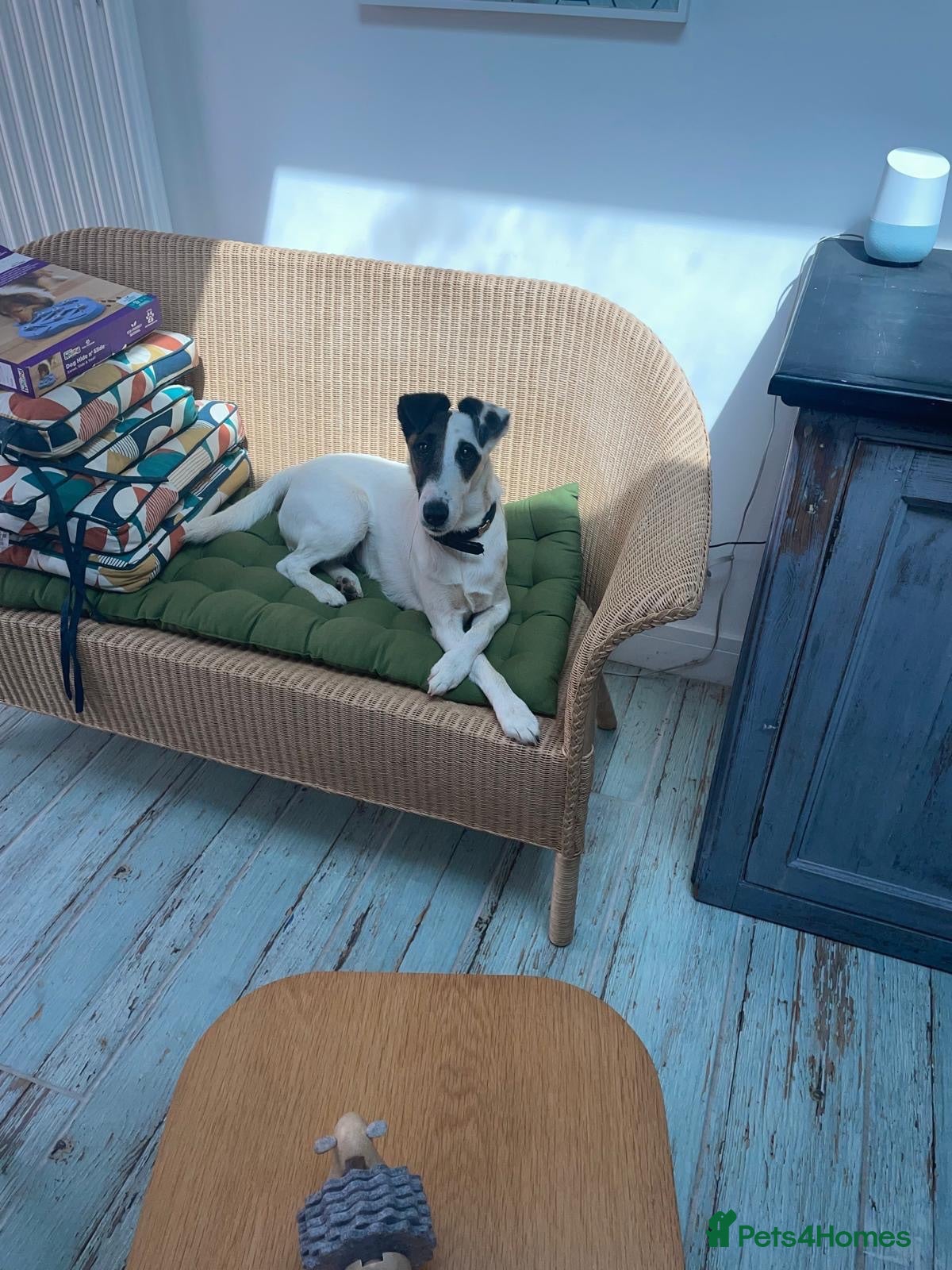 Fox Terrier dogs Andre  - Advert 7