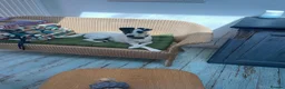 Fox Terrier dogs for sale: Andre  - Advert 1