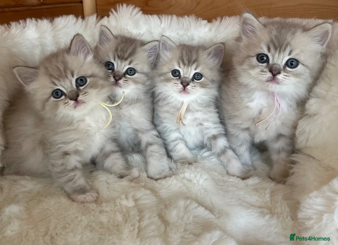 RagaMuffin cats for sale: Gorgeous RagaMuffin babies  - Advert 2