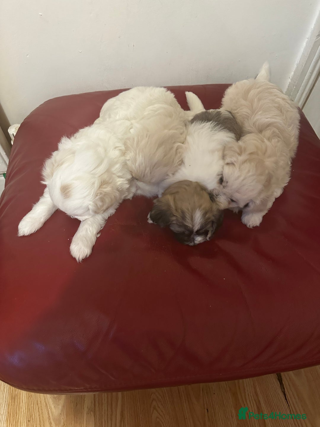 Zuchon dogs for sale: Zuchon puppies for sale  - Image 6
