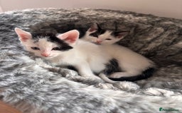 Mixed Breed cats for sale: Kittens available for sale with heterochromia - Image 19